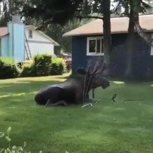 Canadians know how to stay cool.